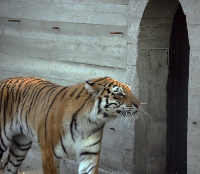 Одесский зоопарк: с новосельем, тигры и волки!