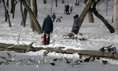 Дюковский парк в январе: рыбалка, кормление пернатых, катание на санках