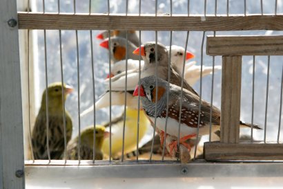 В парке Ленинского комсомола состоялась выставка-продажа голубей и прочей живности