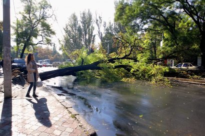 Ни пройти, ни проехать: в Одессе дерево рухнуло на дорогу