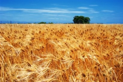 Украина может производить 100 млн тонн пшеницы