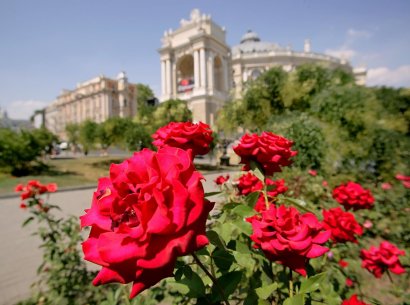 Около миллиона единиц цветочной рассады выращено в теплицах одесского Горзелентреста в этом году