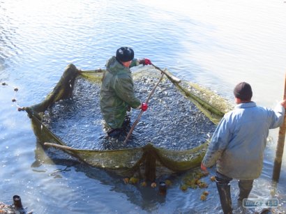 Озера Ялпуг и Кугурлуй Измаильского района пополнили рыбой на 60 тонн