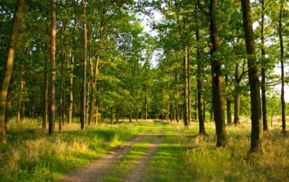 В Одесской области появится первый в стране быстрорастущий лес