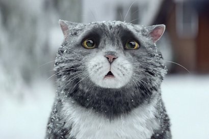 Добрая короткометражка о рождественском коте (видео)