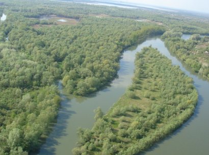 Экосистеме Одесского региона угрожают шакалы