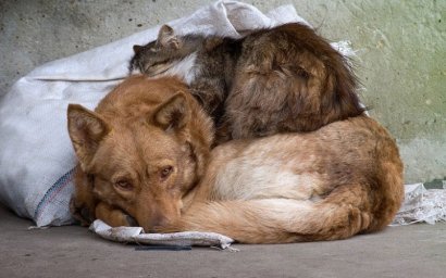 Одесса должна стать городом, свободным от бродячих животных