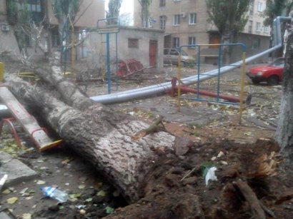 В Одессе опять древопад