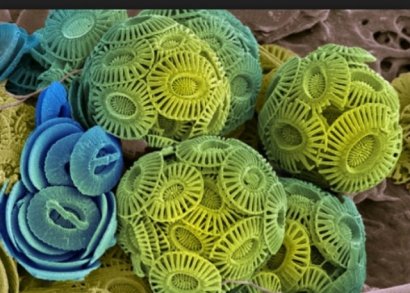 Ученые нашли в океанах  неизвестную форму жизни