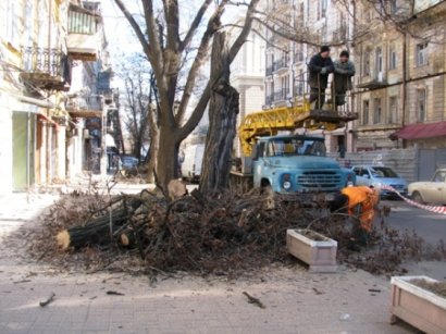 Мэр: в Одессе не должно остаться ни одного аварийного дерева