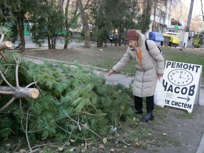 "И почем ваших зелененьких?": в Одессе уже продают первые живые елочки (фото)