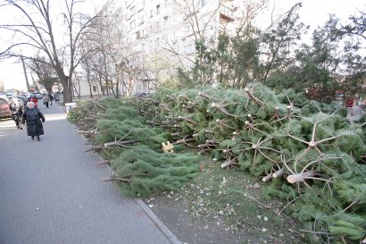 В Одессе стартовала торговля елками!