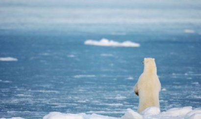 В Арктике температура воздуха поднялась выше нуля