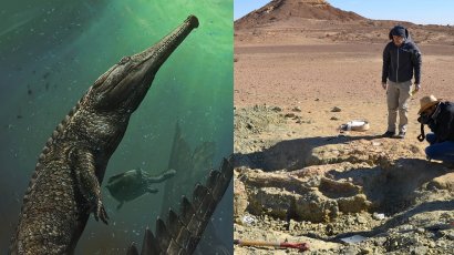 Ученые обнаружили окаменелости древнего телеозавра