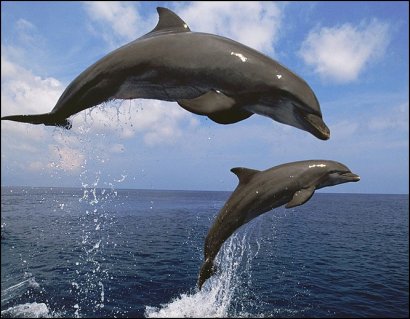 В Одесском порту живут два дельфина (Видео)