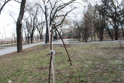 Вандалы сломали липы в Лунном парке