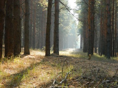 Уникальный Нижнеднепровский лес в опасности