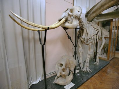 В Зоологическом музее ОНУ  экспонируется 7,5 тыс. уникальных экспонатов