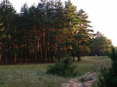 Одесские леса на грани исчезновения!