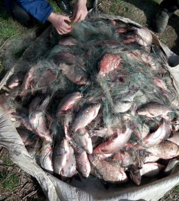 На озере Кугурлуй обезвредили браконьеров (фото)
