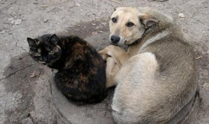 Одесса постепенно прощается с бездомными животными