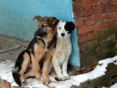 В Одессе собираются пересчитать всех бездомных собак