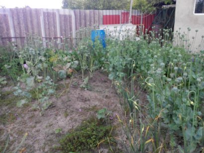 Жители Саратсткого района приспособили огород под... коноплю (фото)