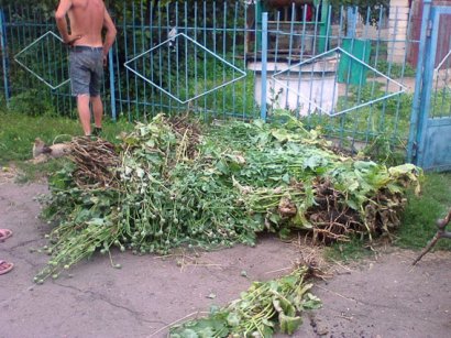 У бабушки на огороде нашли мак... для булочек (фото)