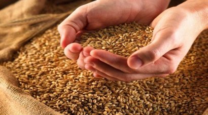 Высокий урожай привел к обвалу цен на зерно
