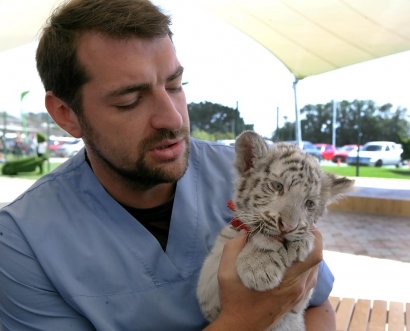 Отказалась тигрица от первенца… На помощь малышу пришел одессит (фото)