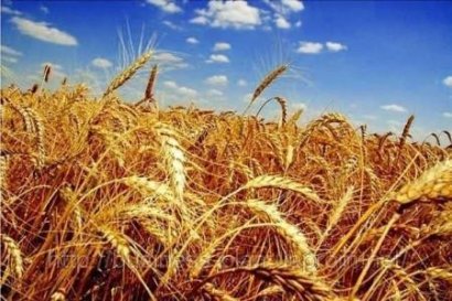 Украина соберет рекордный урожай зерна