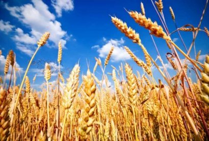 Скорик: за два года нынешней власти аграрный сектор Одесской области потерял 21 % объемов производства