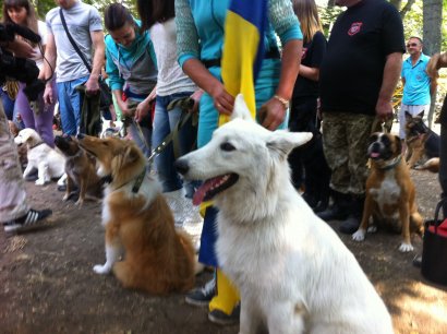В Парке Горького открылась площадка для дрессировки собак (фото)