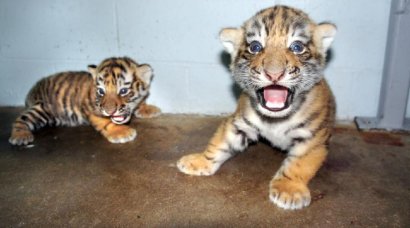 В Одесском зоопарке амурские тигры стали родителями пары тигрят