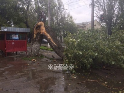 В Одессе ветер повалил 35 деревьев и 27 крупных веток