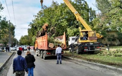 Одесса после стихии: минус 2041 дерево