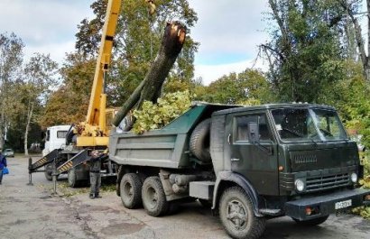 Более половины обрушившихся в Одессе деревьев, уже убраны с улиц