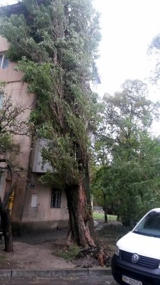 Дерево, упавшее на пятиэтажный дом, коммунальщики решили... перекинуть на многоэтажный (фото)