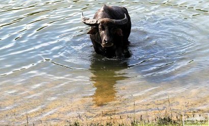 СМИ: к нам везут водяных буйволов