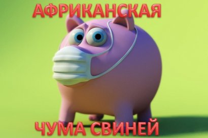 Введут ли карантин из-за африканской чумы?