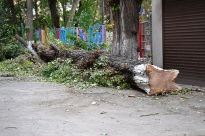 С центральных улиц Одессы уже вывезены упавшие деревья