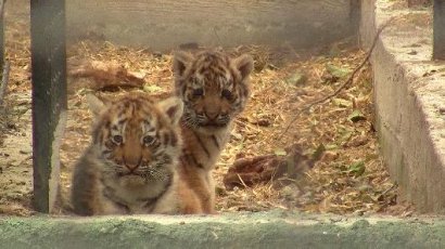 В Одесском зоопарке подросшие львенок и тигрята вышли на прогулку