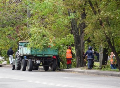 В Одессе проходит обрезка деревьев