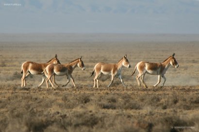 Сайгаки и куланы обживают Тарутинскую степь