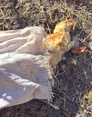 В Одессе нашли мешок с несколькими десятками мертвых кошек