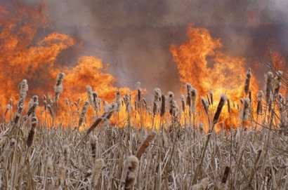 В Одесской области горели сенохранилища