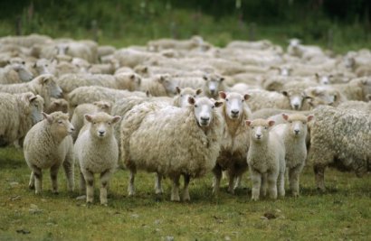 В Одесской области состоялись первые в Украине соревнования по скоростной ручной стрижке овец