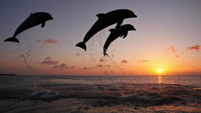 Сразу семь мертвых дельфинов обнаружены в браконьерских рыболовецких сетях