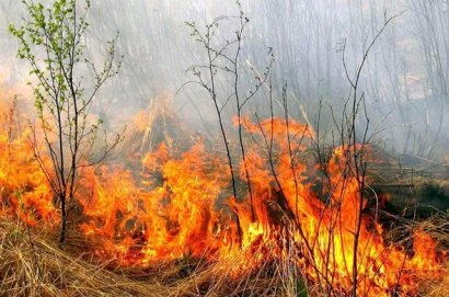 Четыре человека пострадали от возгорания сухой травы в Одесской области