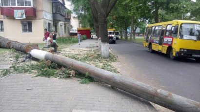 Еще одно большое дерево рухнуло на Адмиральском проспекте